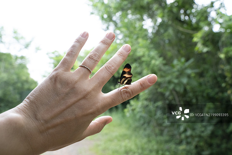 一只美丽的蝴蝶被一只无法辨认的女性手握住图片素材