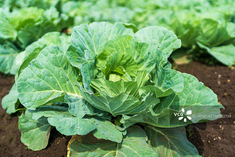 田野上有机卷心菜的特写图片素材