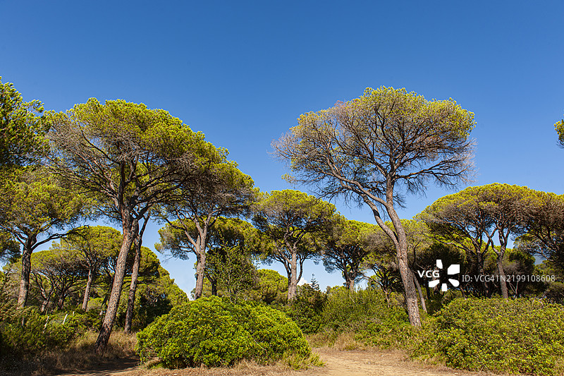 托斯卡纳，卡斯蒂廖内·德拉·佩斯卡伊亚的松树图片素材
