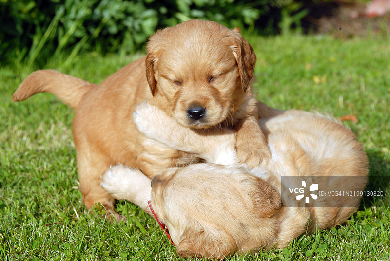 两只金毛猎犬兄妹小狗在花园里玩耍图片素材