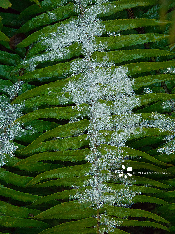 冰封的蕨类植物图片素材