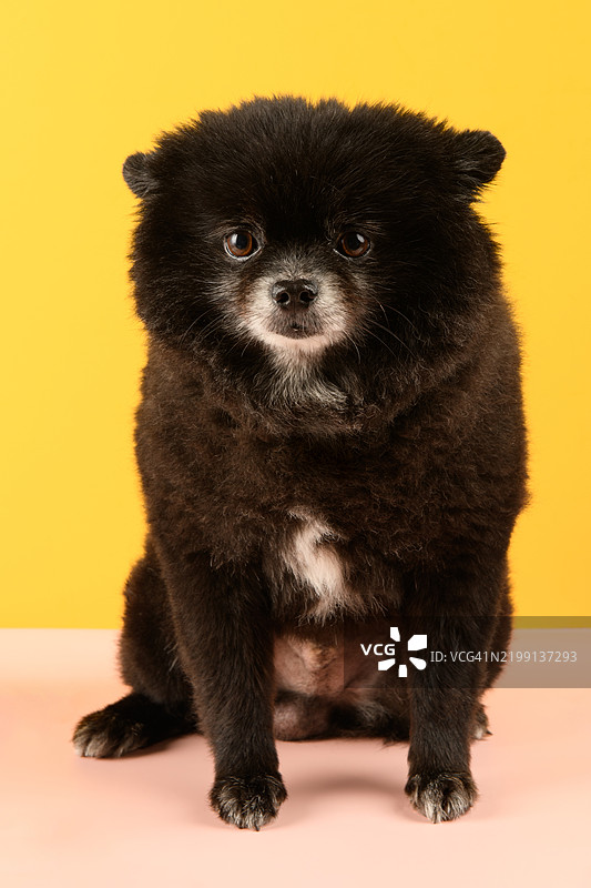 博美犬的肖像图片素材