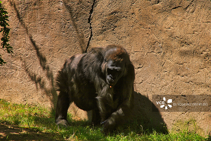 探索美国加利福尼亚州圣地亚哥野生动物公园图片素材