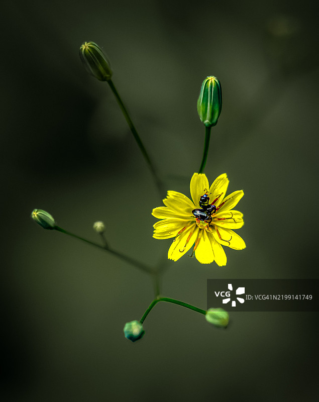 黄色花朵上的昆虫特写图片素材