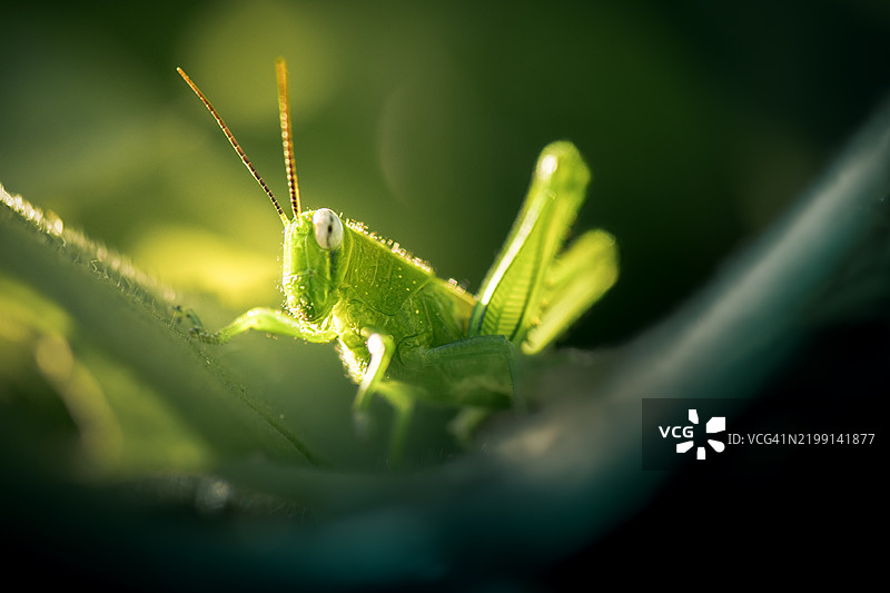 澳大利亚植物上的昆虫特写图片素材