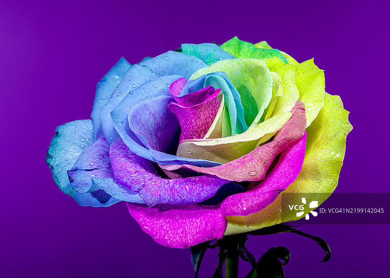 紫色背景上的鲜艳彩虹玫瑰，乌克兰图片素材