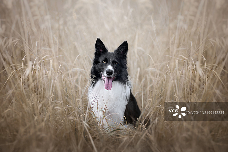 纯种柯利犬在田野上的肖像图片素材
