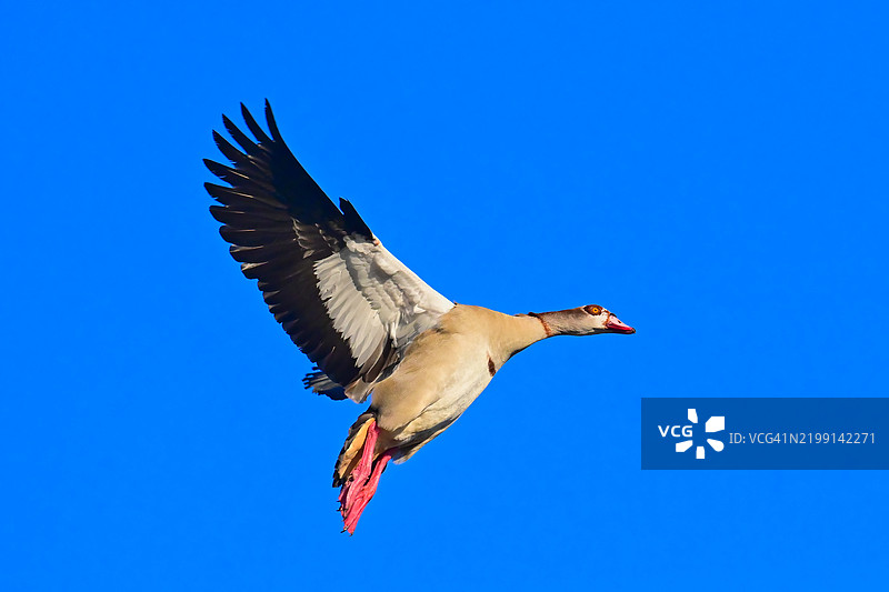 低角度视图的埃及鹅在晴朗的蓝天中飞翔图片素材