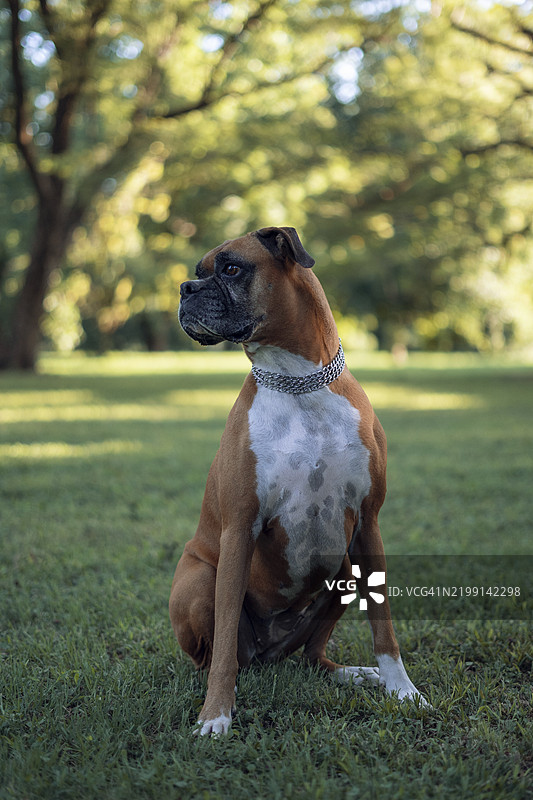 拳击手坐在草地上的特写镜头图片素材