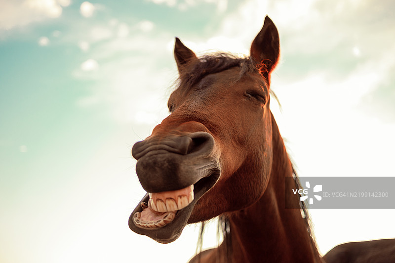 纯种马在天空下的特写镜头图片素材