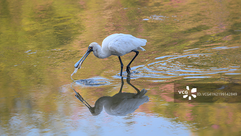 湖中鹳的侧面视图，香港图片素材