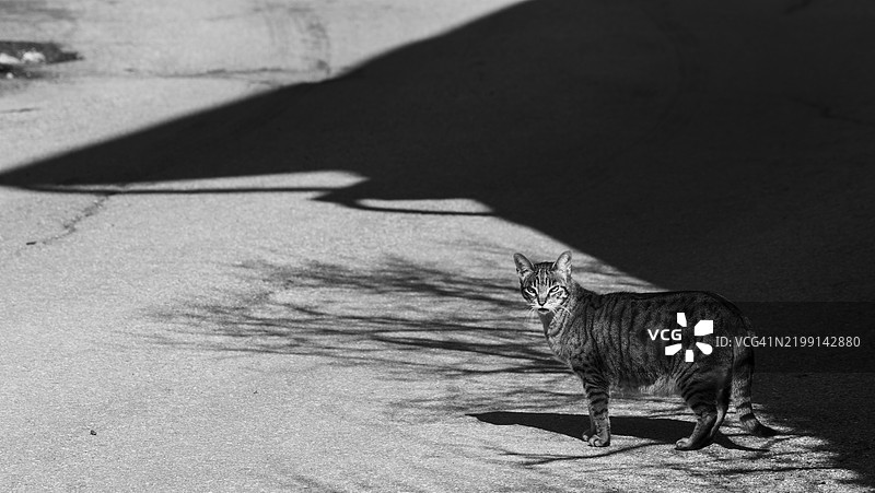 光影之间的虎斑猫，瑞士瓦利斯州雷肯根图片素材