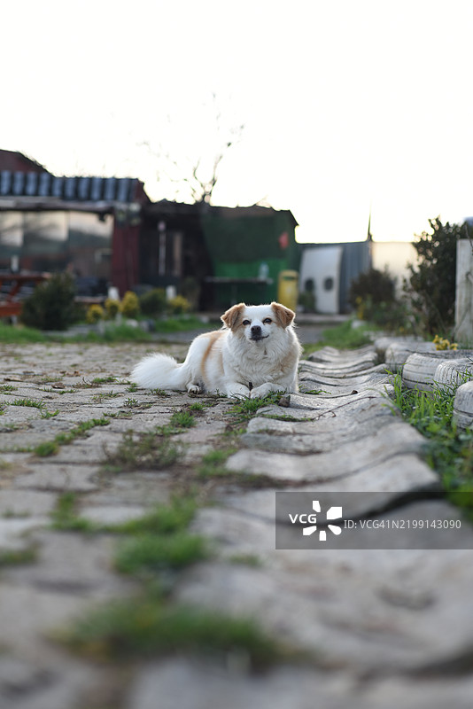 坐在人行道上的迷你吉娃娃肖像图片素材