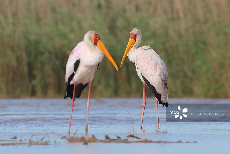 鸟类栖息在圣卢西亚的土地上的特写镜头图片素材