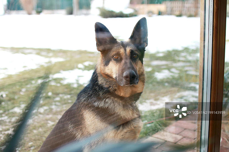 德国牧羊犬凝视的美，阿瓜杜尔塞，加利福尼亚州，美国图片素材