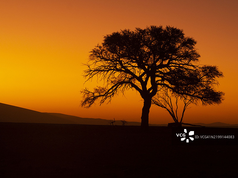 纳米比亚树木的剪影在橙色天空下的田野上图片素材