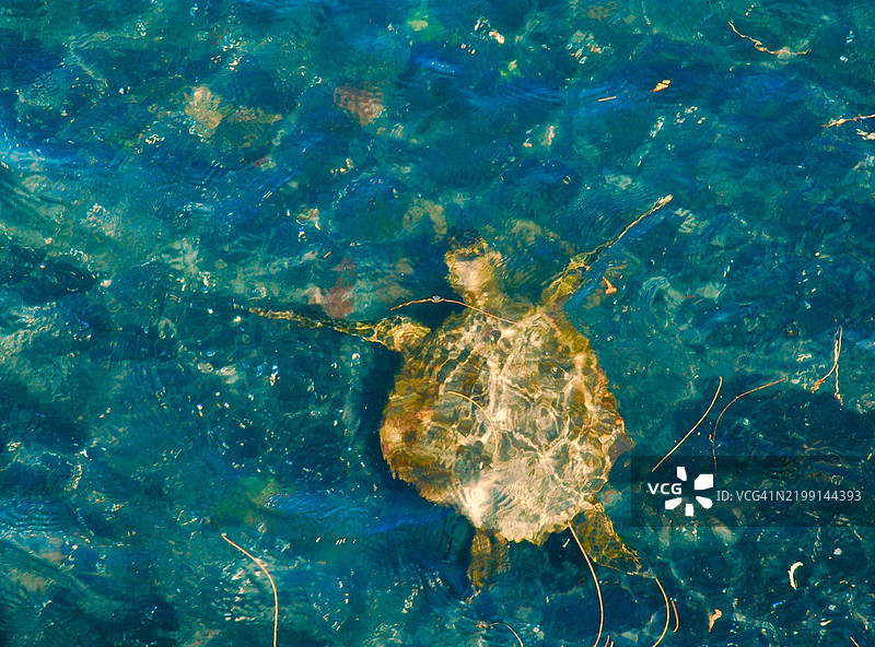 高角度视图的海绿色海龟在海底游泳，夏威夷，美国图片素材