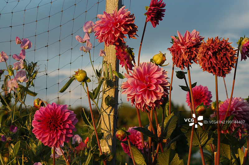 俄勒冈州奥斯威戈湖的粉色开花植物特写图片素材