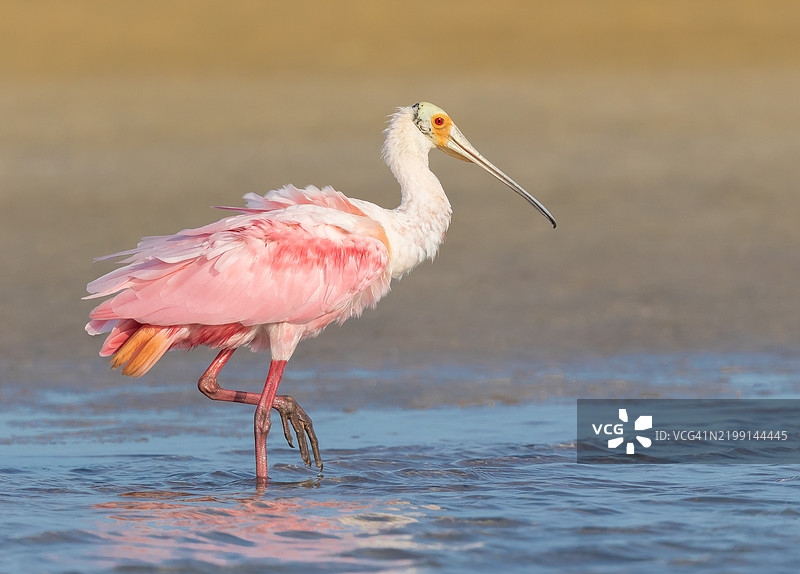 火烈鸟在饮水特写，德索托堡公园，美国图片素材