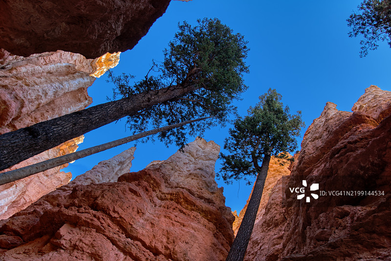 树木向高处伸展，渴望新一天的阳光，布莱斯峡谷国家公园，美国图片素材