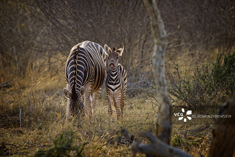 两只斑马在散步图片素材
