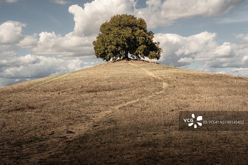 托斯卡纳田野上孤独的树木矗立在山丘上图片素材