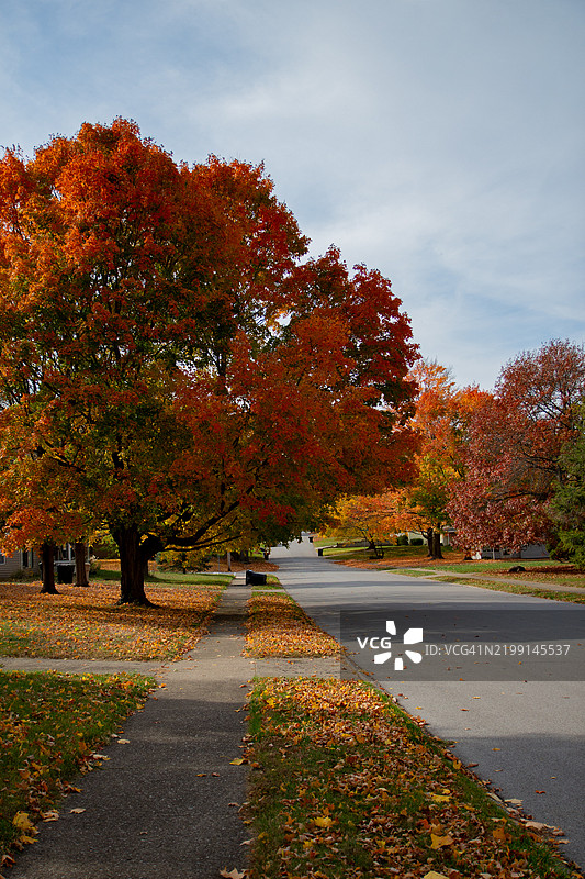秋天南本德公园里的树木，美国印第安纳州图片素材