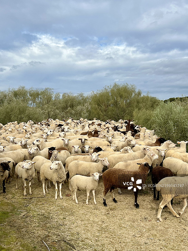 宁静的羊群在葡萄牙阿尔加维的乡村风景中图片素材