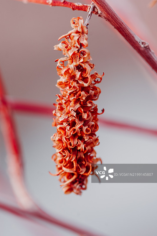 红色花朵特写，芍药，科罗拉多州，美国图片素材