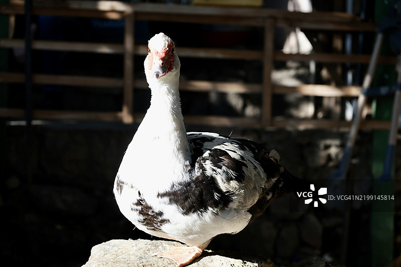 鹅的特写镜头图片素材
