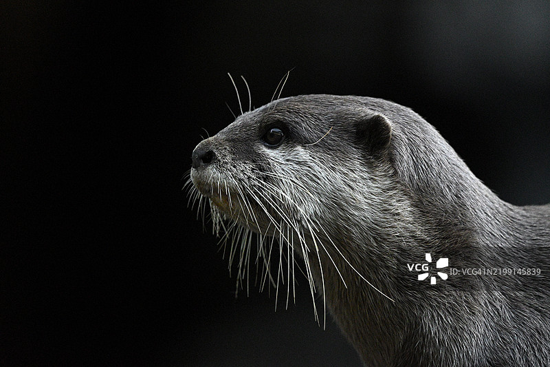 黑色背景下的海豹特写图片素材