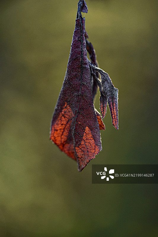 秋天树叶的特写图片素材