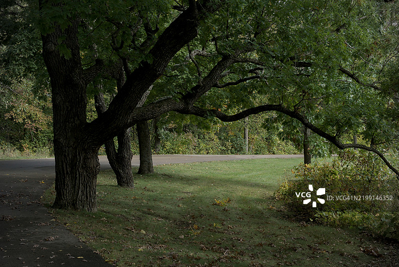 美国公园里的树木图片素材
