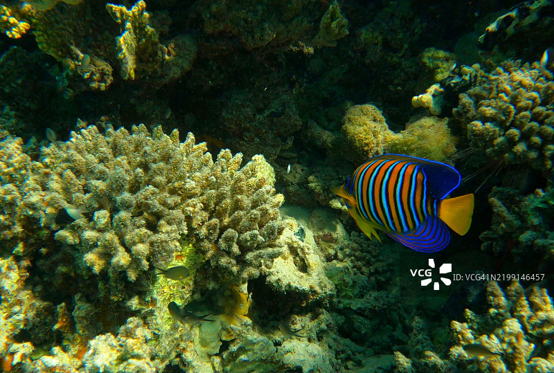 高角度视图的鱼在海中游泳图片素材