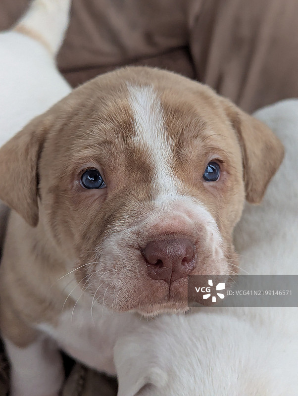 纯种梗犬的特写肖像，南卡罗来纳州切斯特菲尔德县，美国图片素材