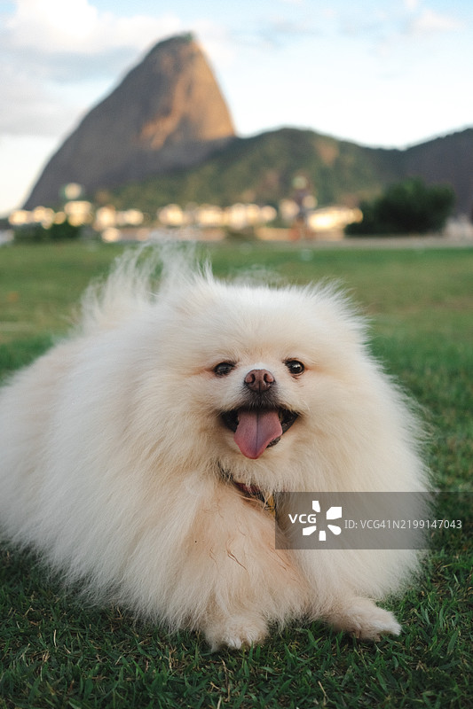 田野上波美拉尼亚犬的特写镜头图片素材
