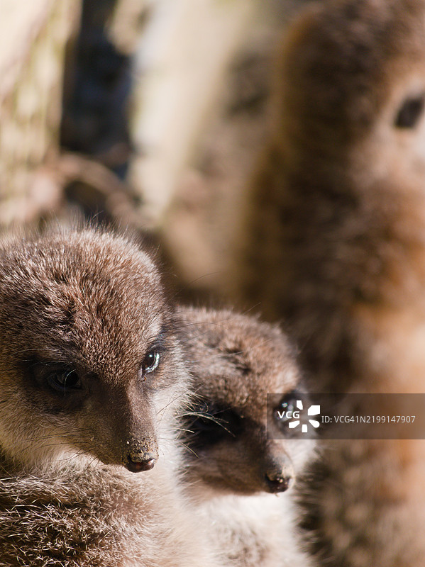 狐獴特写图片素材