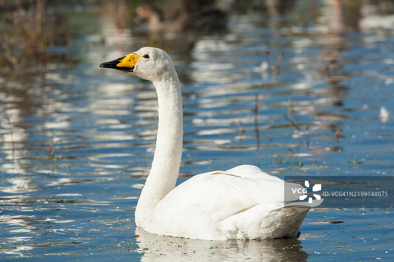 疣鼻天鹅肖像图片素材