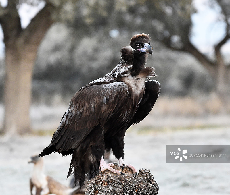 秃鹫栖息在岩石上的特写镜头图片素材