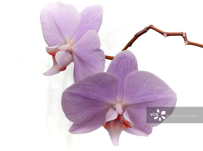 粉色兰花的特写镜头图片素材