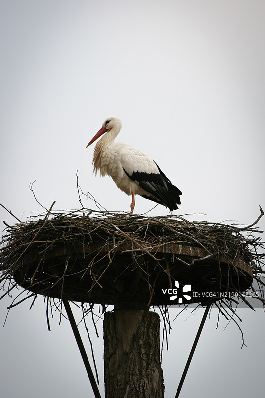 白鹳在巢中，白鹳图片素材