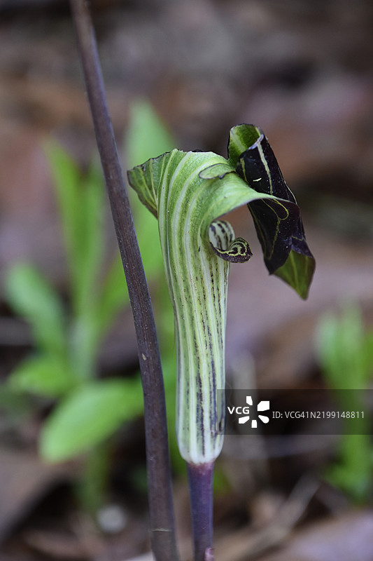 缅因州美国的教士花特写镜头图片素材