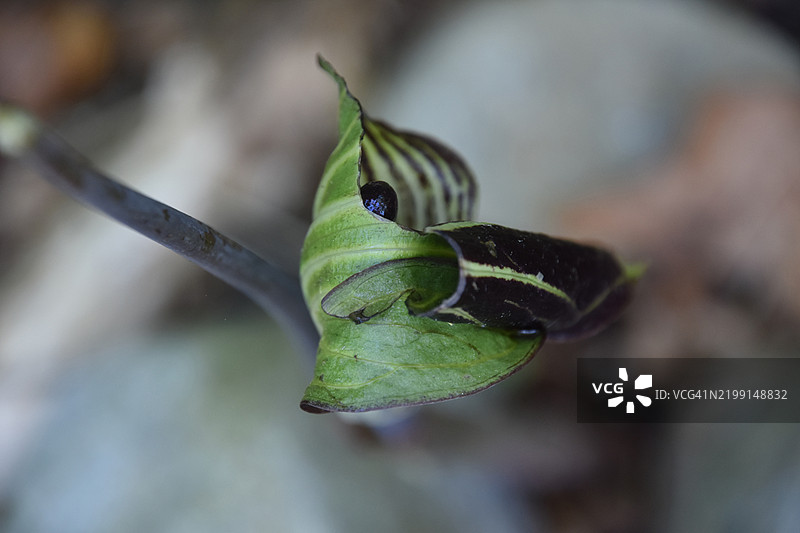 美国缅因州森林中的教士花盛开图片素材