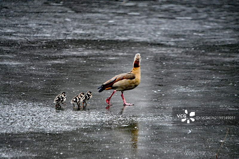 冰面上的埃及鹅和它的小鹅雏图片素材