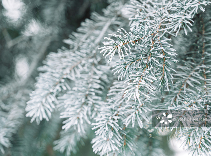 寒冷冬季户外的圣诞树云杉，覆盖着霜冻图片素材