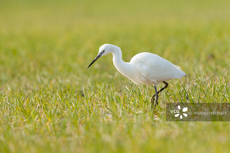 小白鹭在田野中觅食图片素材