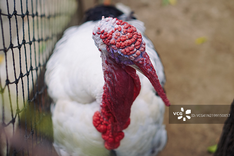火鸡在它的围栏中觅食图片素材