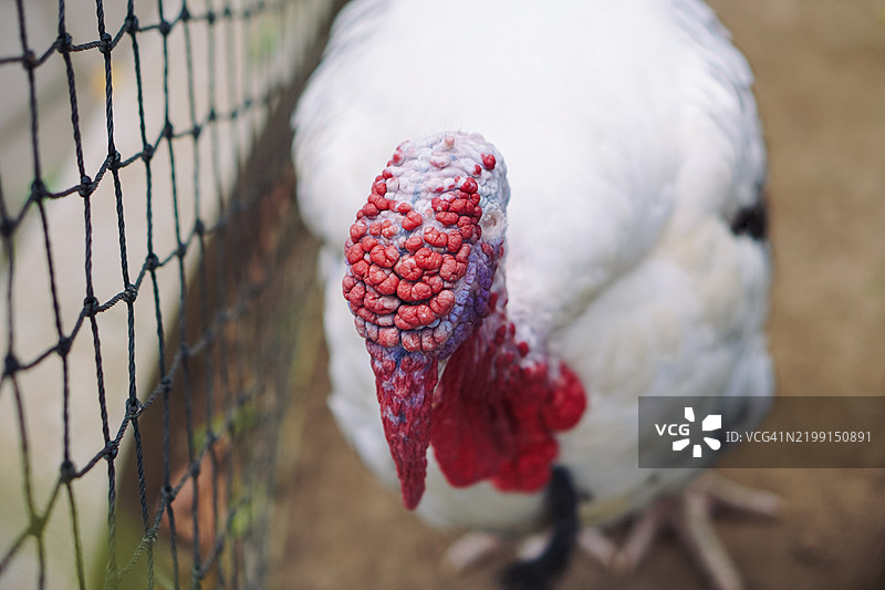 火鸡在它的围栏中觅食图片素材