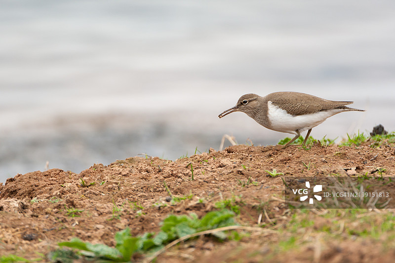 普通沙鸥在觅食。图片素材