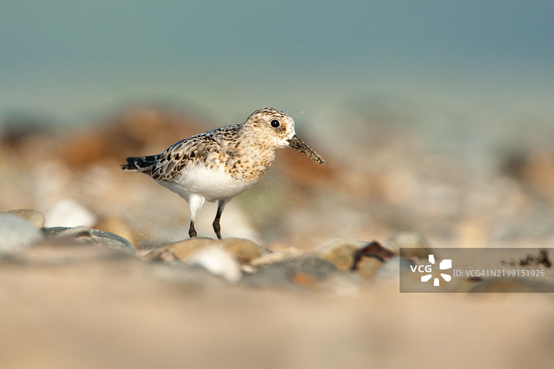 沙滩上的沙鸥图片素材